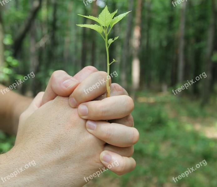 Hands Fingers Sprout Nature Plant