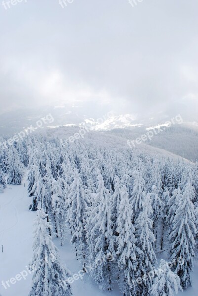 Winter Mountains Forest Tree Christmas Tree