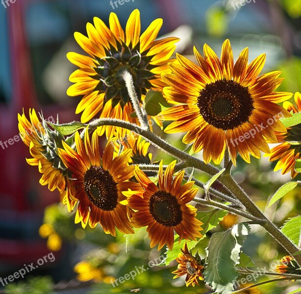 Sunflowers A Few Flowers Plant Flowers Plants