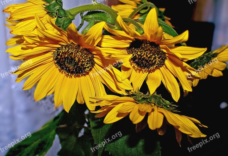 A Bouquet Of Sunflowers Bunch Of Flowers Nature Flowers Bloom