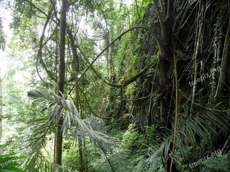 Tree Forest Lianas Free Photos