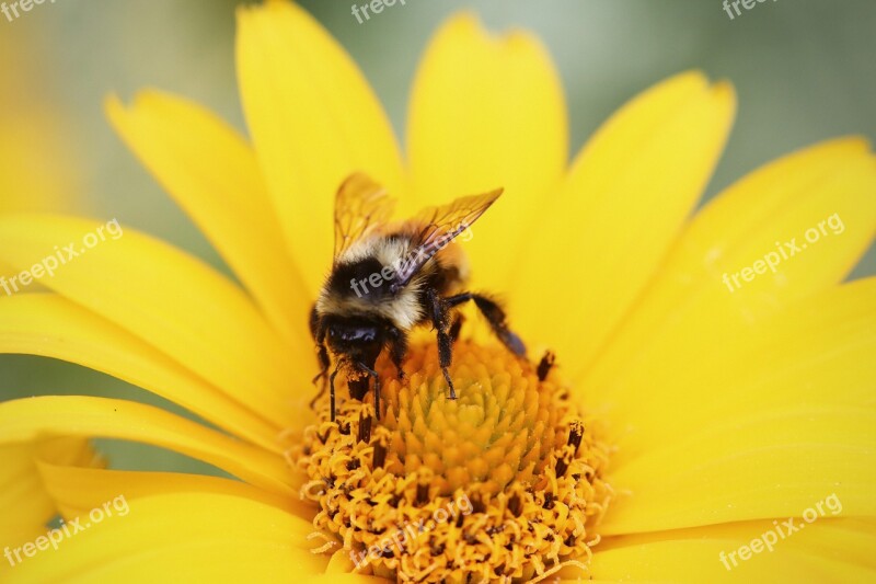 Bumblebee Pollen Flower Collecting Yellow