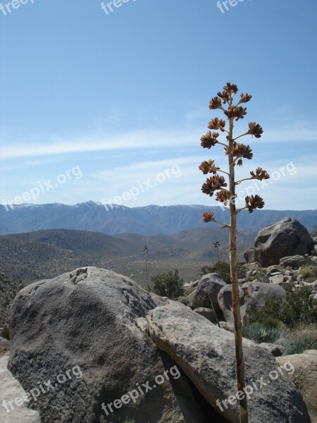 Agave Pita Plant Desert Rocks