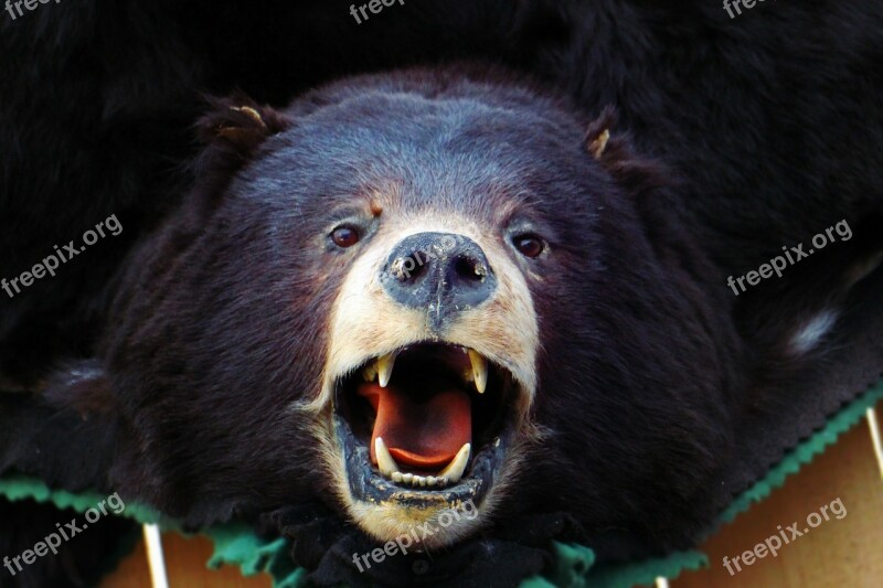 Bear Head Brown Bear Black Bear Animal