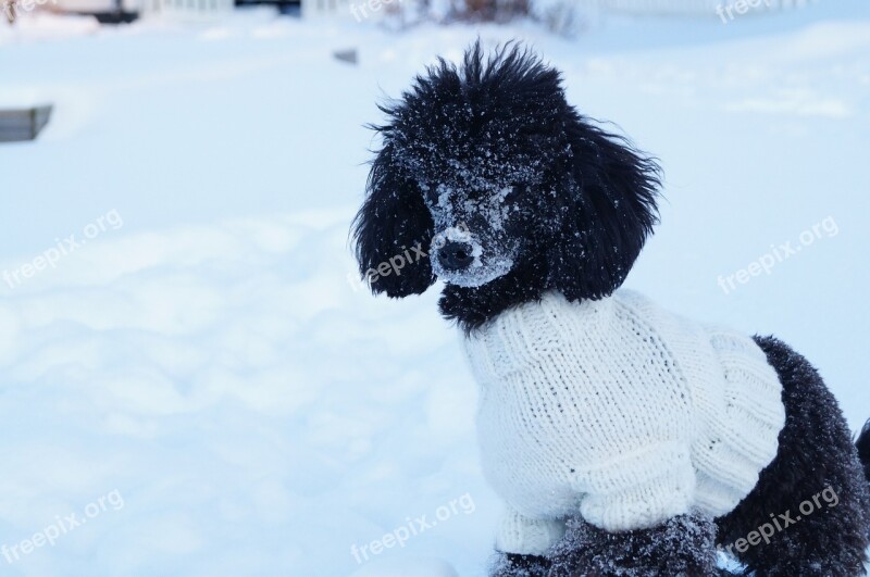 Dog Poodle Snow Sweater Pet