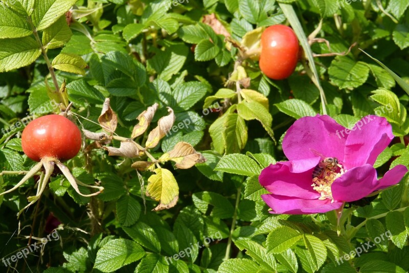 Rose Bee Rose Hip Flower Plant