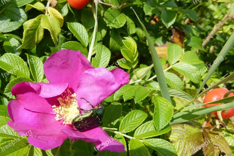 Rose Rose Bloom Rose Beetle Aphid Free Photos