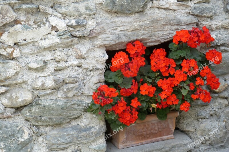 Geranium Stone Wall Flowers Red Floral Decorations