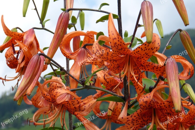 Flower Blossom Bloom Turk's Cap Lily Lilium Martagon