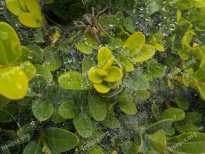 Spider Garden Cobweb Nature Leaf