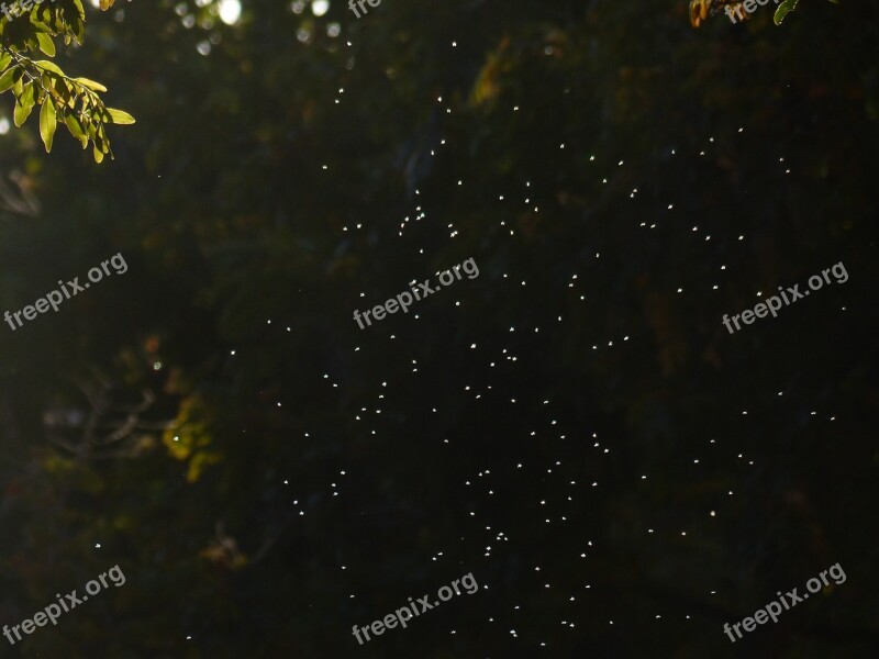 Mosquitoes Flying Insect Backlighting Shining