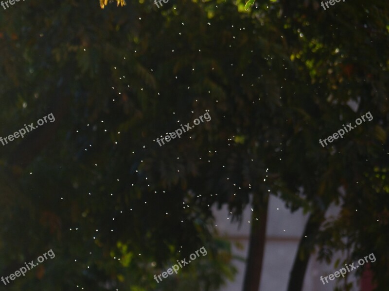 Mosquitoes Flying Insect Backlighting Shining