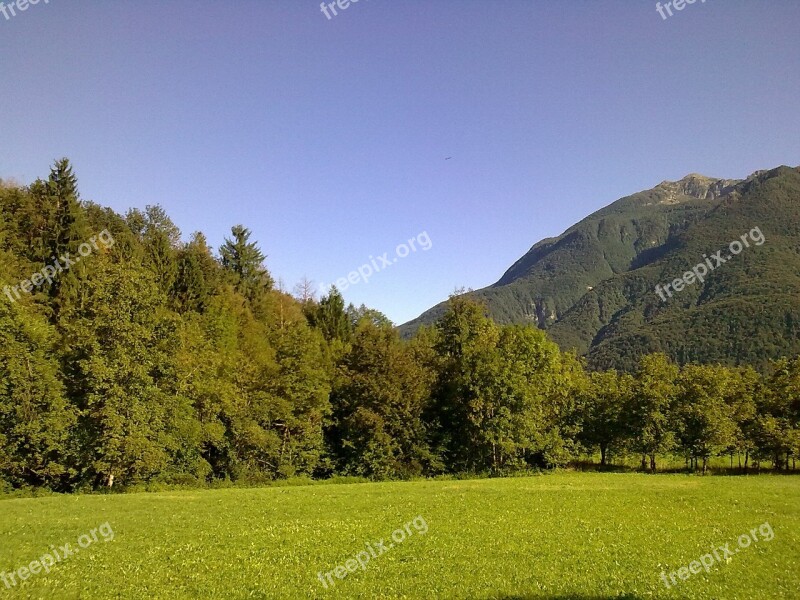 Forest Mountain Friuli Venezia Giulia Fir Nature