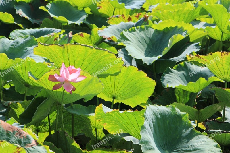 Lotus Lotus Pond Lotus Leaf Free Photos