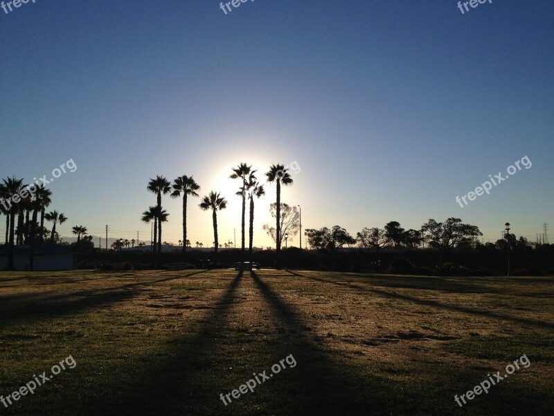 Palm Trees California Palm Tree Nature