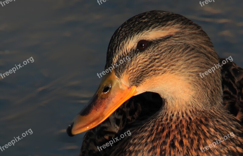 Mallard Female Water Animals Bird