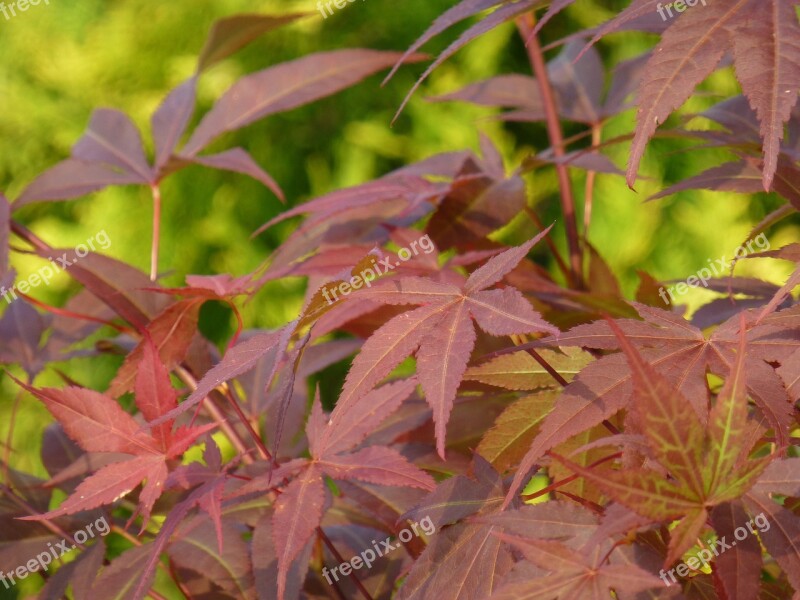 Acer Sangokaku Incomplete Red Bush