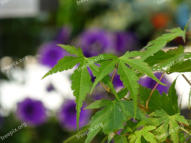 Fern Plant Green Nature Flora