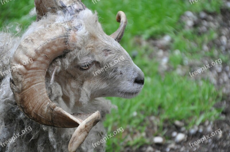 Billy Goat Animal Horns Horned Animal World