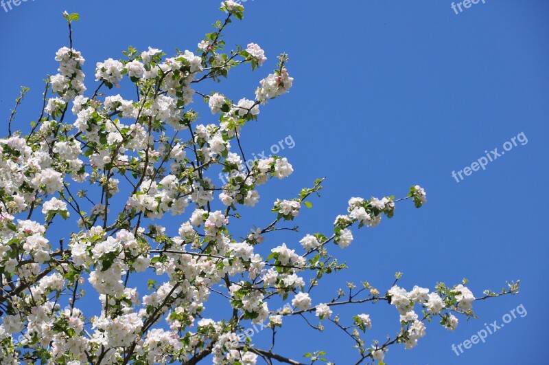 Apple Blossom Spring Apple Tree Tree Branch