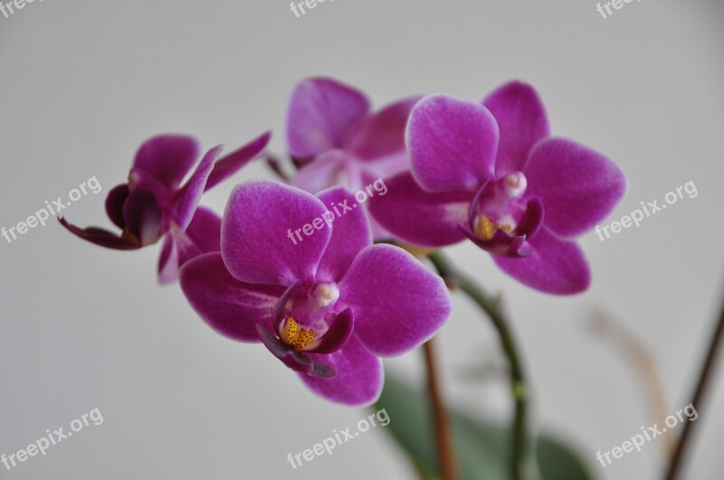 Orchid Flower Pink Blossom Bloom