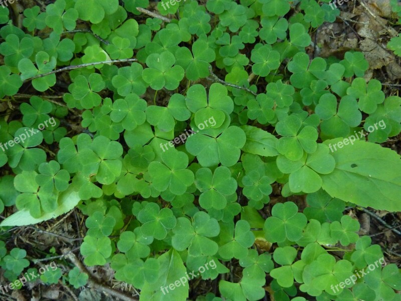 Klee Kleebblaetter Forest Floor Plant Green