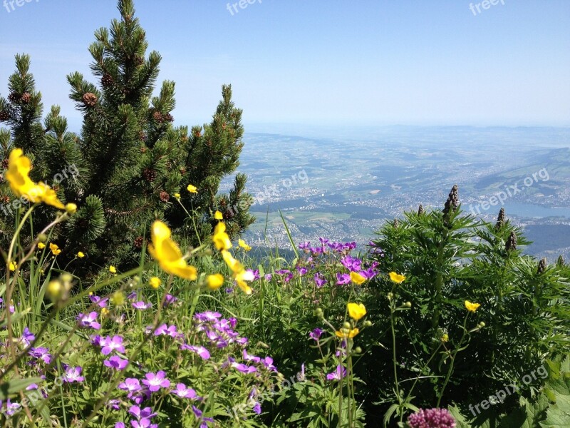 Switzerland Mountain Nature Green Flowers