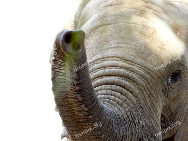 Elephant Trunk Zoo Animal Mammal