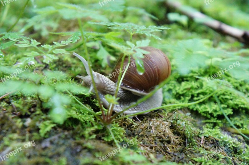 Snail Animal Shell Green Nature