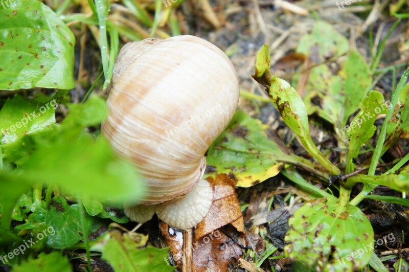 Snail Mollusk Shell Nature Spiral