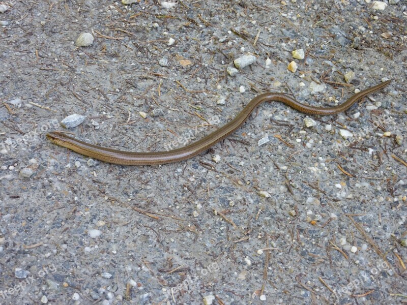 Slow Worm Lizard Nature Animals Animal World