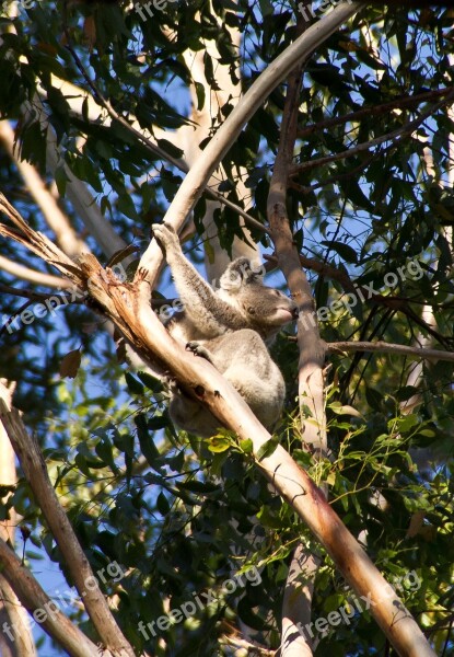 Koala Bear Australia Queensland Marsupial