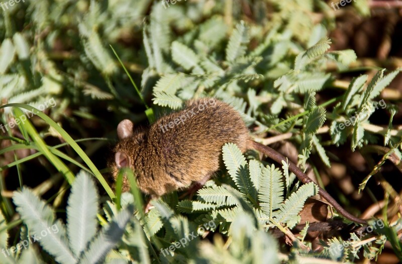 Antechinus Marsupial Mouse Marsupial Native Australia