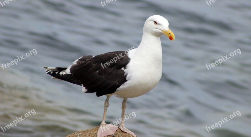 Kelp Gull Gull Bird Nature Water