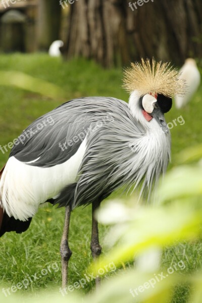 Crowned Crane Crane Bird Zoo Wildlife