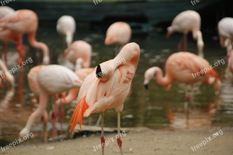 Flamingos Zoo Wildlife Animal Nature