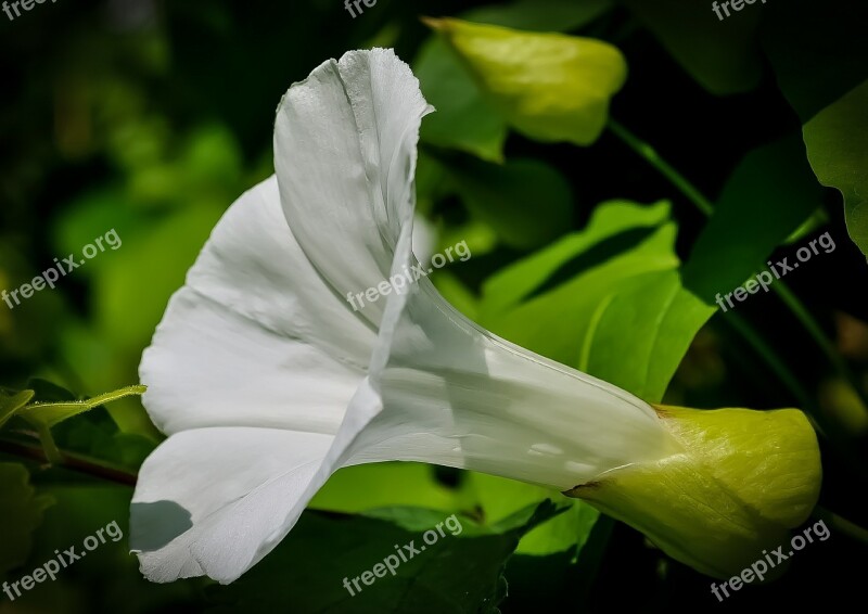 Flower White Nature Botany Color