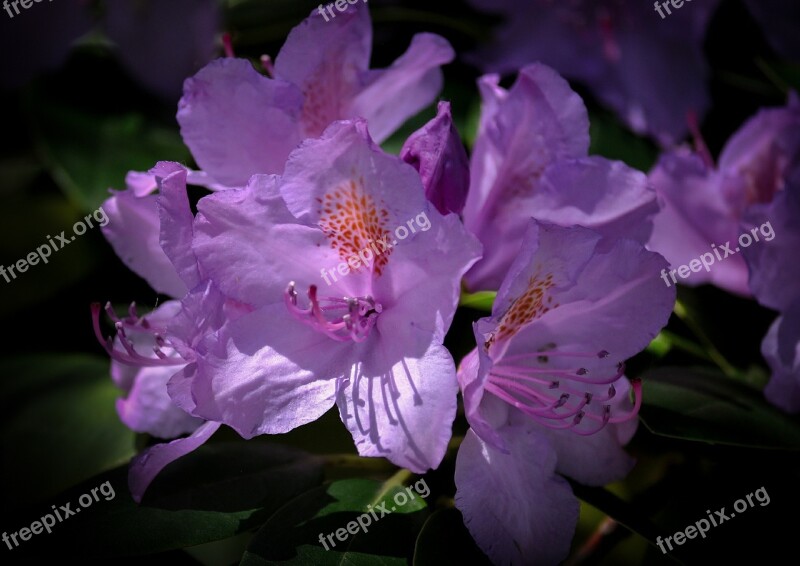 Flower Pink Nature Botany Color