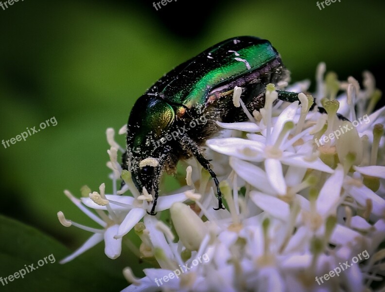 Bug Insect Shiny Flower White