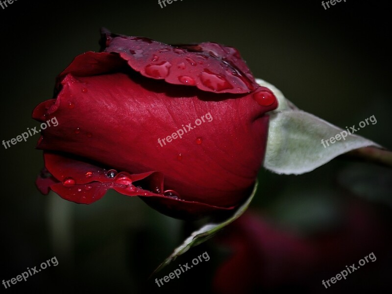 Rose Red Waterdrops Raindrops Flower