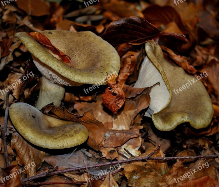 Mushroom Wild Nature Forest Food