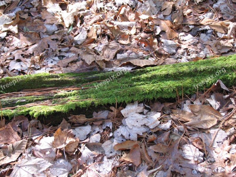 Moss Tree Foliage Forest Nature