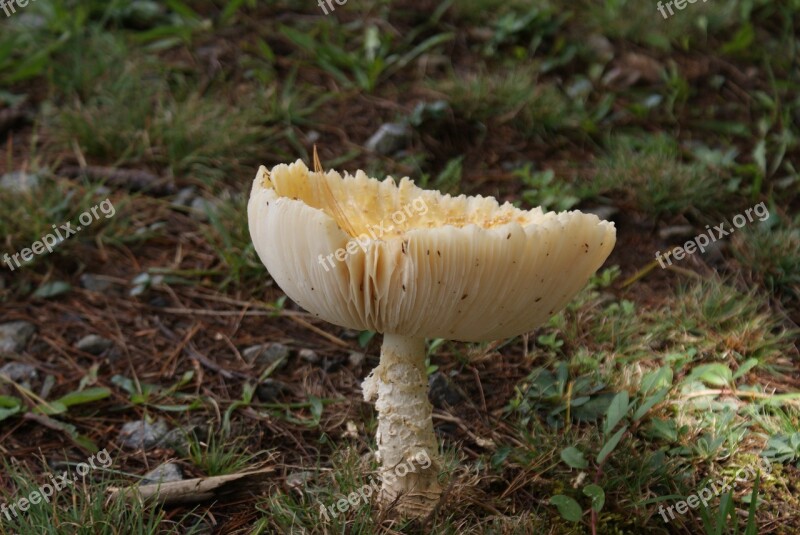 Wild Mushroom Forest Wild Mushroom Nature