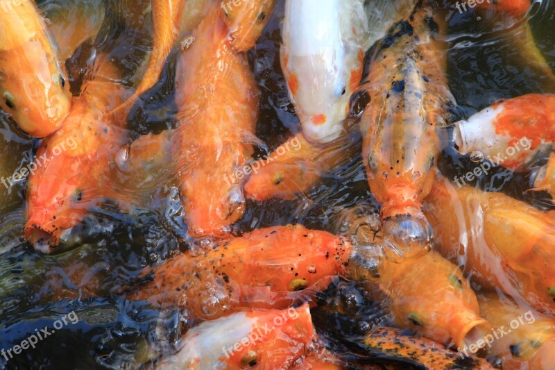 Carp Fish Goldfish Free Photos