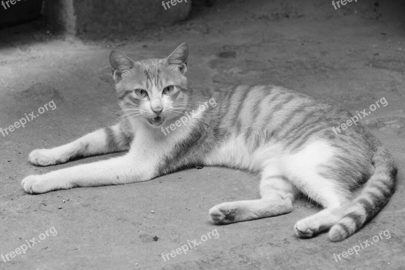 Cat Kitty Small Fresh Free Photos