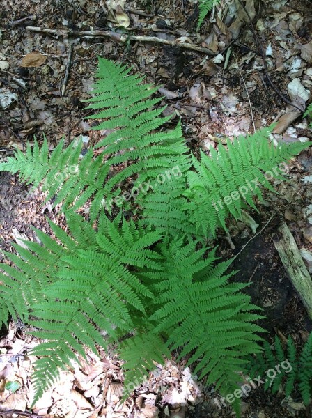 Fern Plant Green Nature Fiddlehead