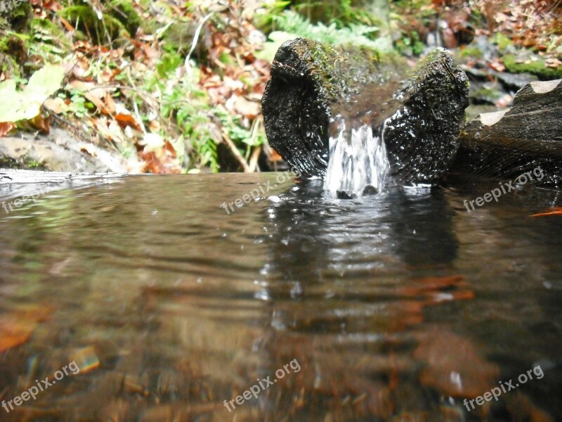 Water Spring Flows Wood Nature