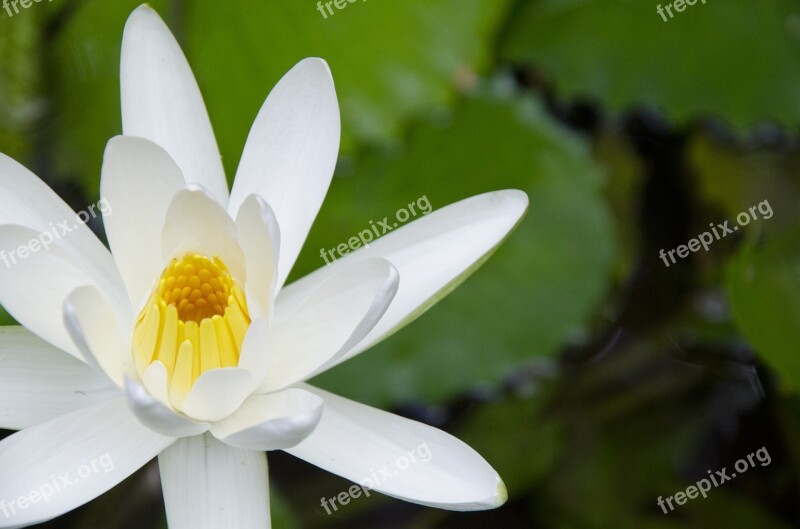 Flower White Nature Flora Plant