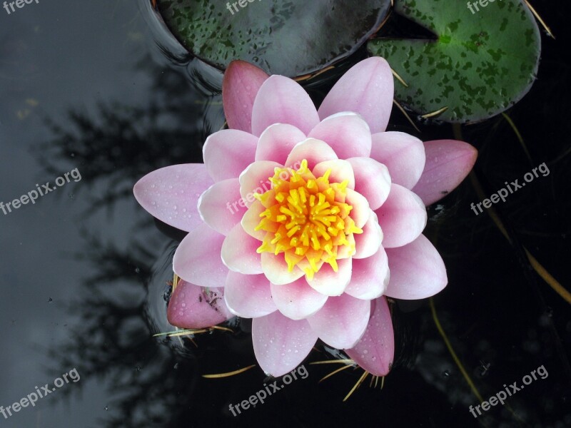 Water Lily Nuphar Lutea Flower Pond Nature