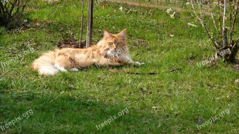 Cat Maine Coon Free Photos